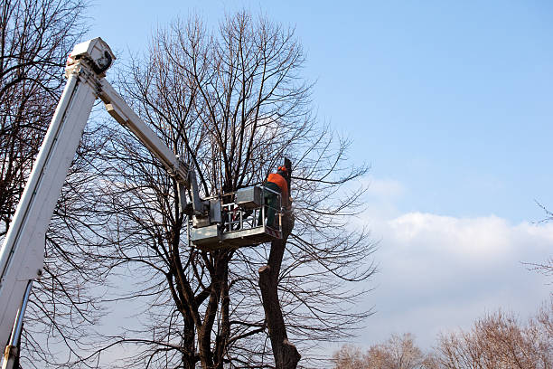 Best Tree and Shrub Care  in USA